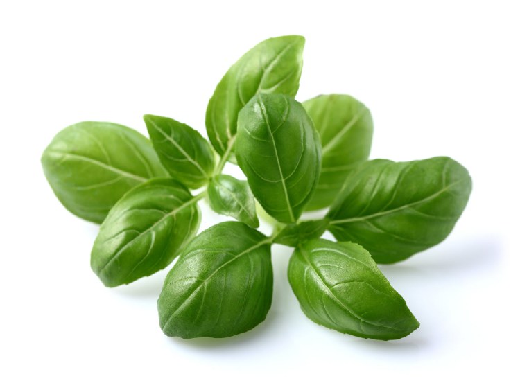 BASIL LEAVES 3LB