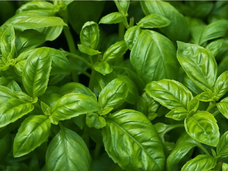 BASIL LEAVES