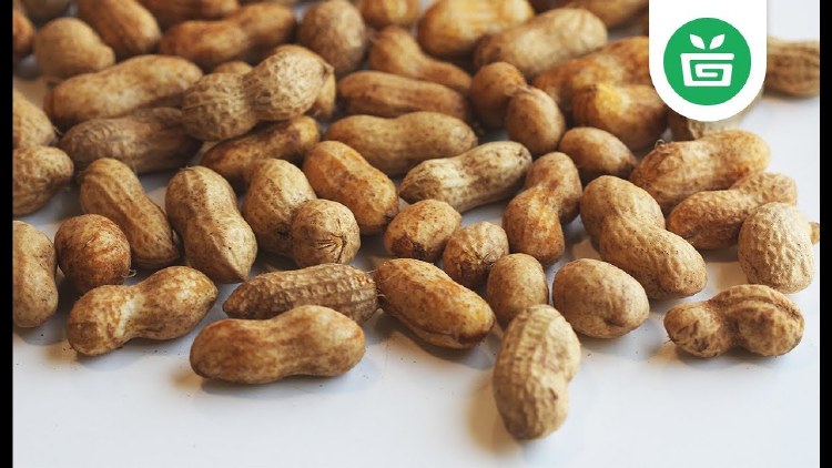 FRESH RAW PEANUT