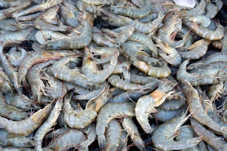 FRESH SHRIMP 20-30