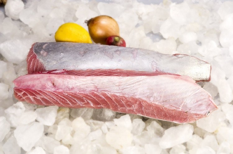 MARINE LINES TUNA BELLY