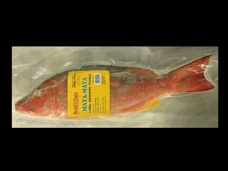 MC MAYA-MAYA( Red Snapper)