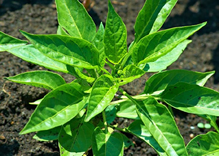 FRESH PEPPER LEAVES