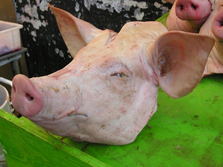 ROASTED PIG HEAD SMALL