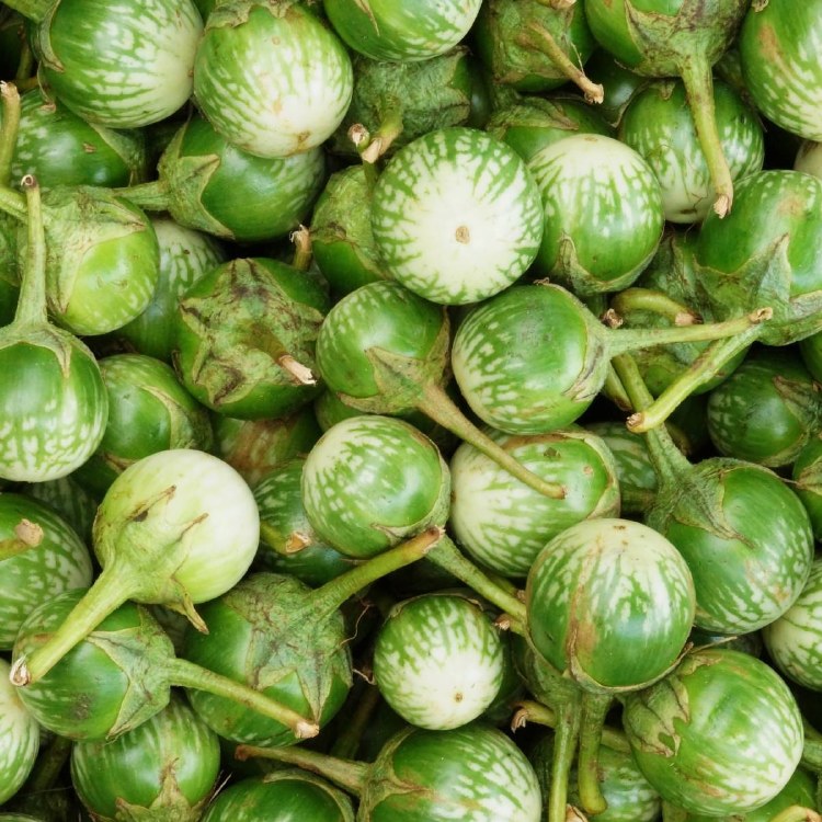 THAI EGGPLANT ROUND