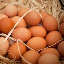 Fresh Chicken Egg