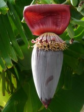 BANANA FLOWER