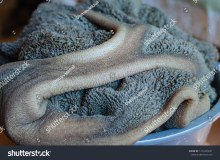 BEEF STOMACH