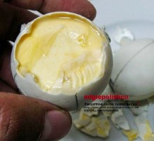 COOKED PENOY