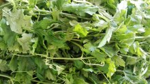 DAHON NG AMPALAYA