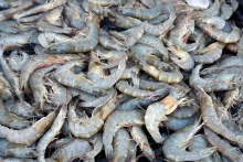 FRESH SHRIMP 20-30