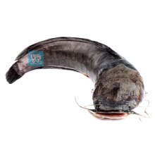 FRESH WATER CATFISH/HITO