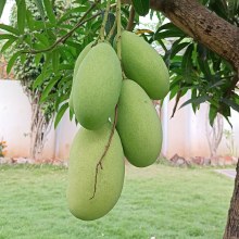 MALLIKA MANGO