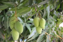 MANGOES YOUNG SOUR