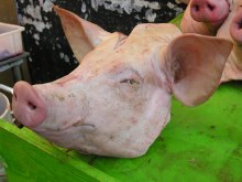 ROASTED PIG HEAD SMALL