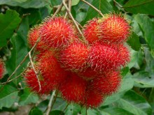 Rambutan per Kilo