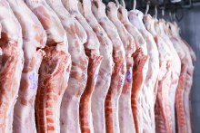 SLAUGHTERED PIG 5.45/LB