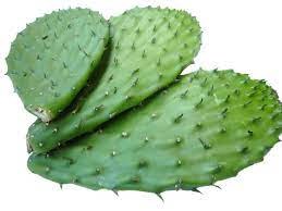Cactus with Thorn | Nopal con Espinas