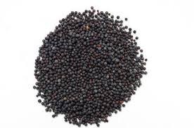 Moztaza Negra, 1.5 Oz.