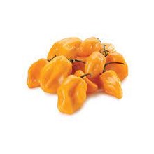 Chile Habanero