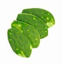 Cactus Without Thorns | Nopal Con Espinas