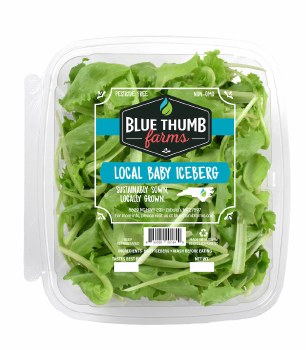 Baby Iceburg Lettuce