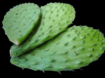 Nopal Con Espinas
