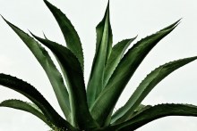 Maguey En Penca
