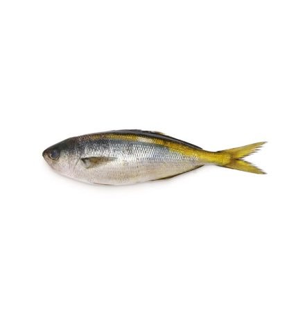 BUTTER FISH WHOLE KG - 2.2LB