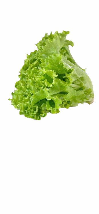 Lettuce