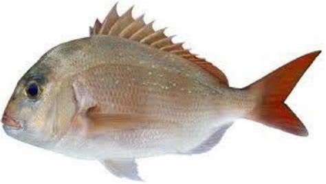 Rock Snapper