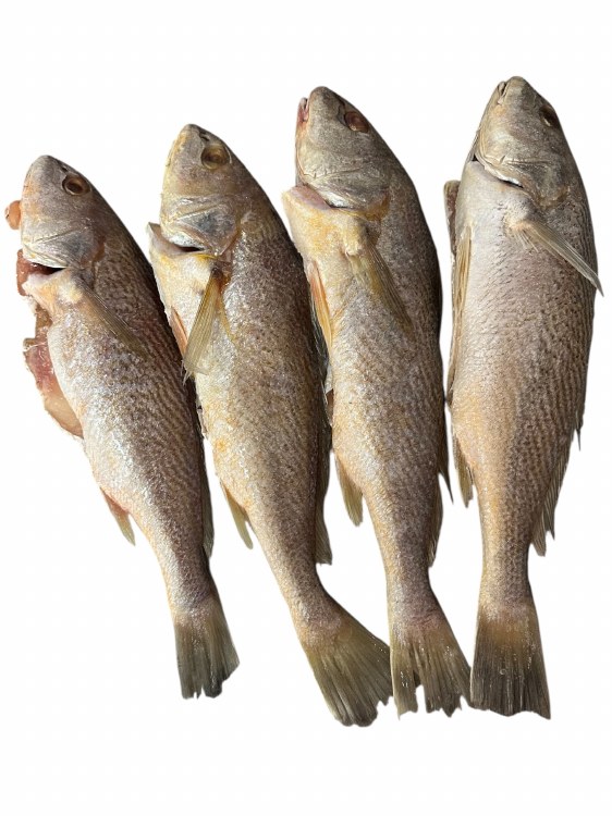 Mangrove Snapper 40lb Cs