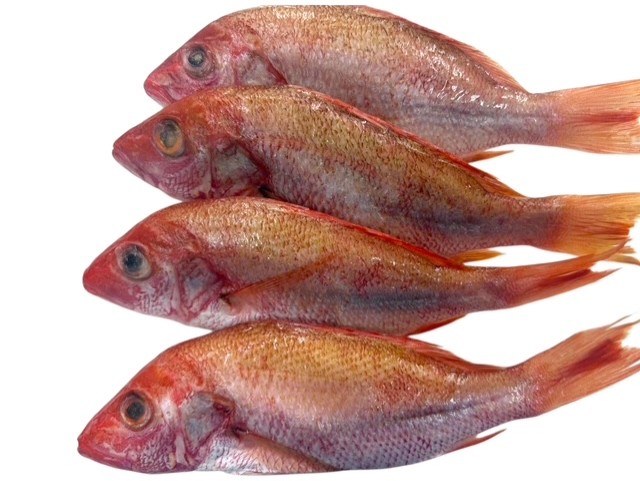 Red Snapper (44lb)
