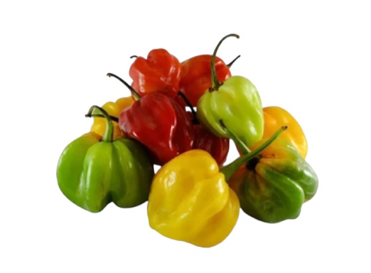 Scotch Bonnet Pepper