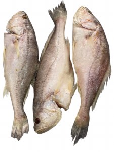 Silver Snapper