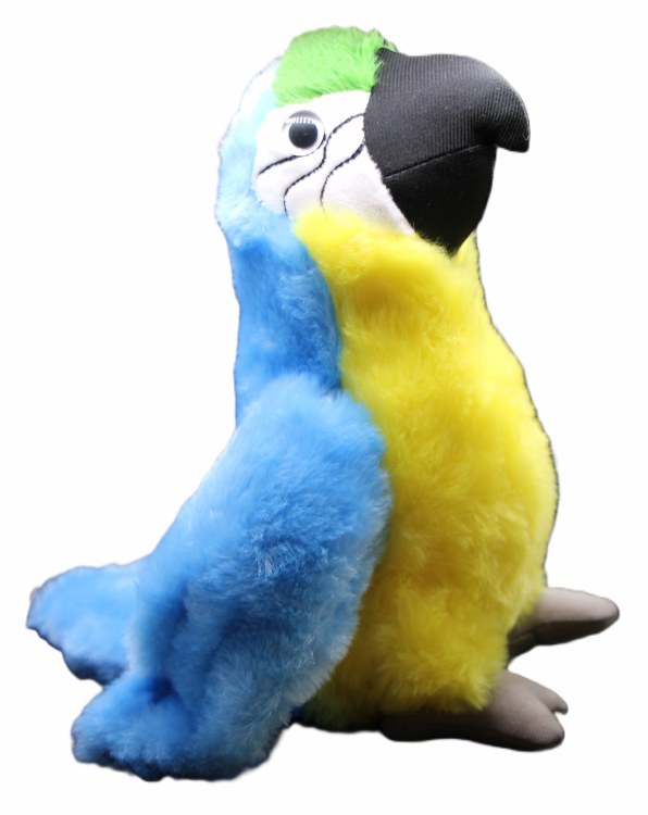 Blue/gold Macaw