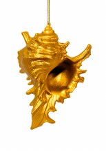 Gold Lace Murex