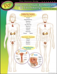 Educational Poster - Reproductive System