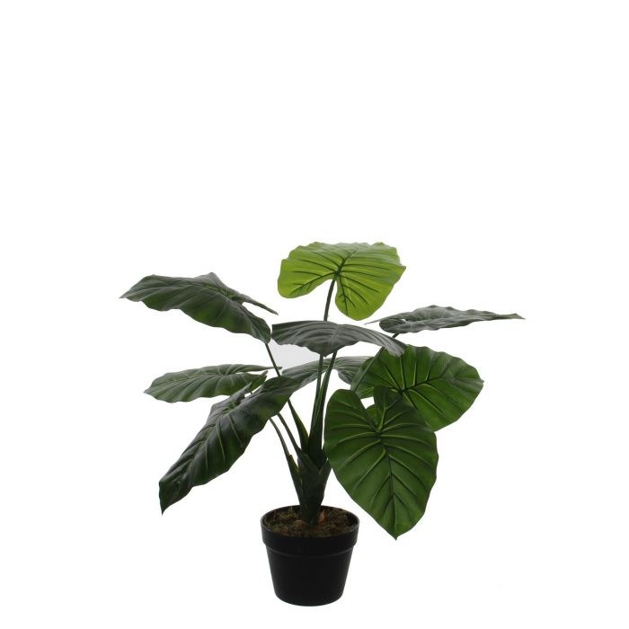 Taro in plastic pot (60x60cm/Green)