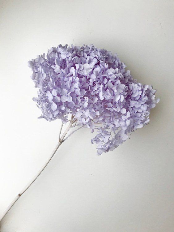Dried Hydrangea Preserved Bl Lilac