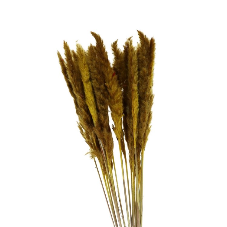 Dried Pampas gras fluffy 80cm 70g