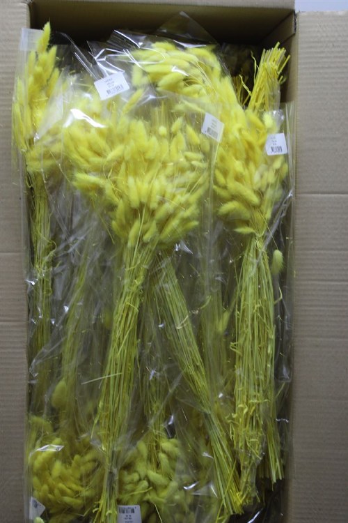 Dried Lagurus Yellow
