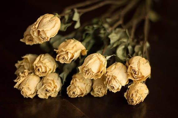Dried Rose Yellow X 8