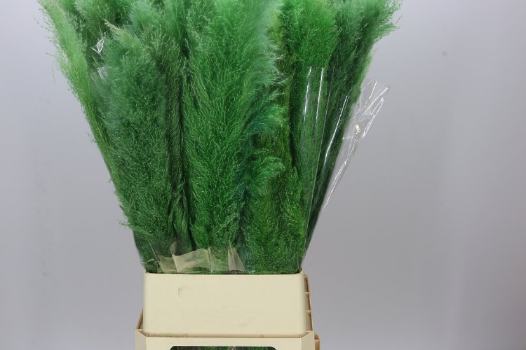 Dried Cortaderia Dadang Green