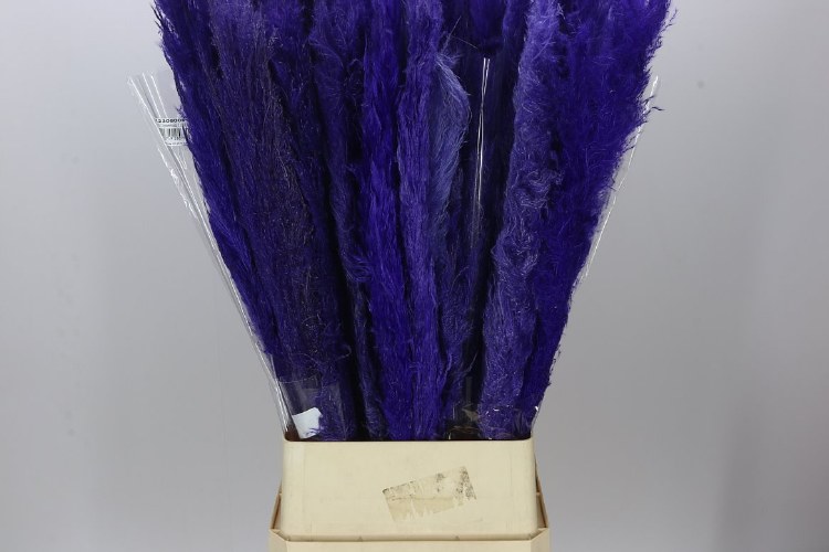 Dried Cortaderia Dadang Purple