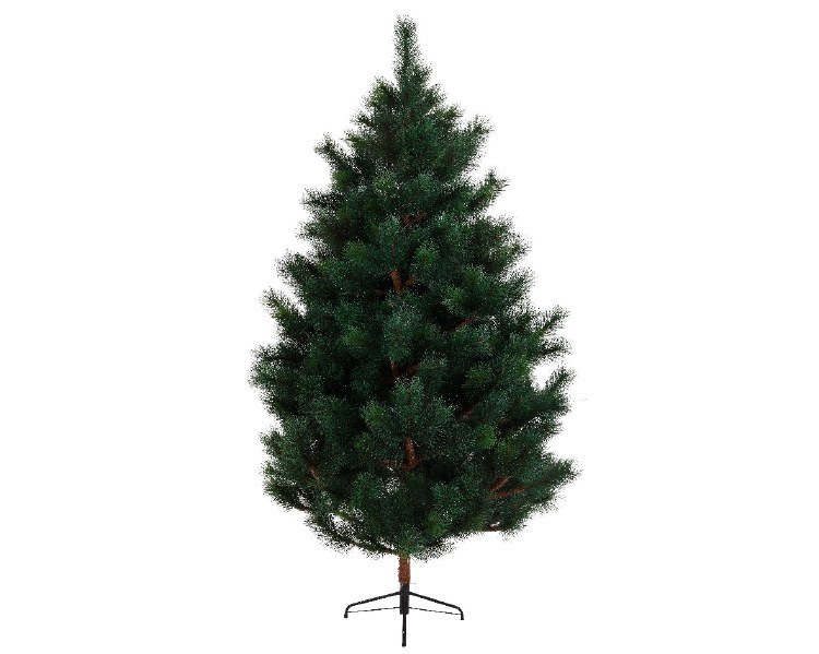 Ponderosa pine 240cm