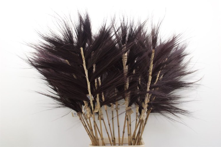 Dried Grain Wide Dark Purple