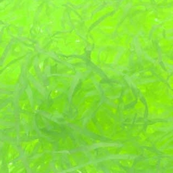Shredded Tissue on Header Lime 25grm