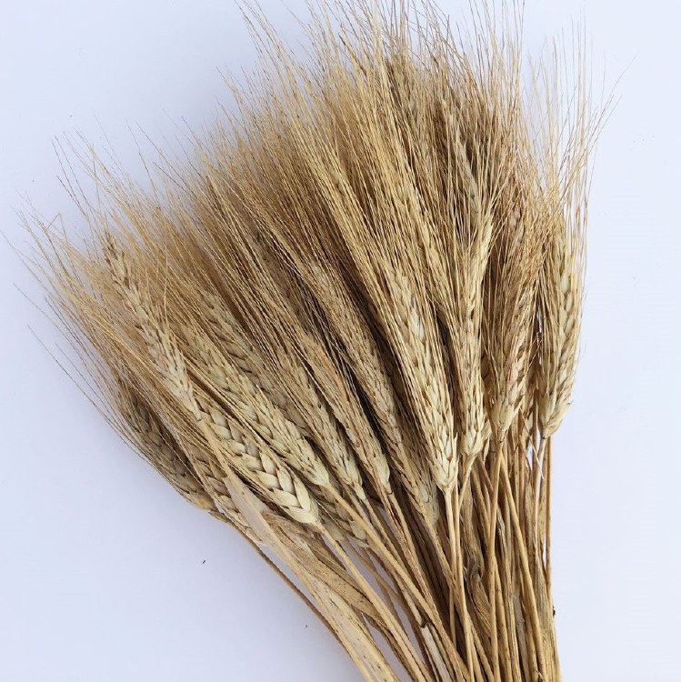 Dried Bunch Triticum Beard Slv