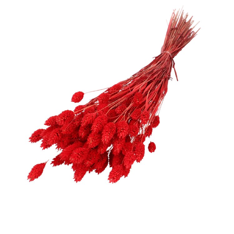 Droogbloem Phalaris Red 60cm